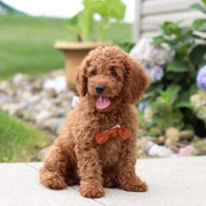 Harley, a red, female, Goldendoodle puppy for sale, Goldendoodle puppy for sale in Ohio