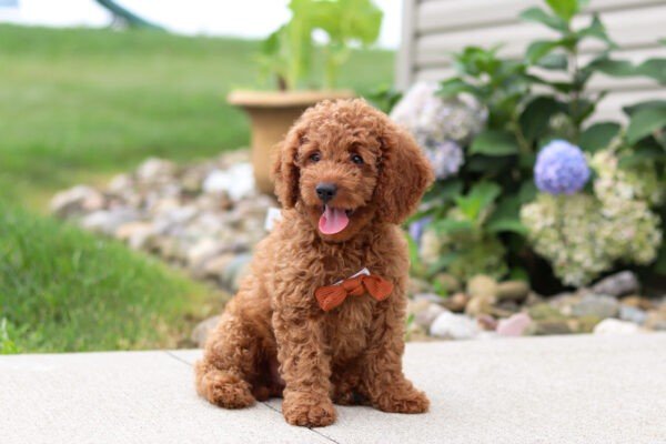 Harley, a red, female, Goldendoodle puppy for sale, Goldendoodle puppy for sale in Ohio
