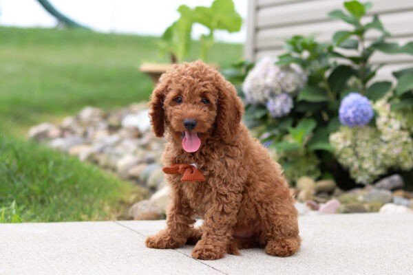 Harley, a red, female, Goldendoodle puppy for sale, Goldendoodle puppy for sale in Ohio