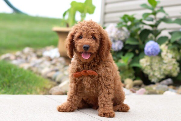 Harley, a red, female, Goldendoodle puppy for sale, Goldendoodle puppy for sale in Ohio