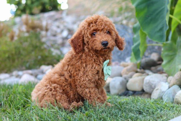 Hawk, a red Goldendoodle puppy, Goldendoodle puppy for sale, Goldendoodle puppy for sale in Ohio