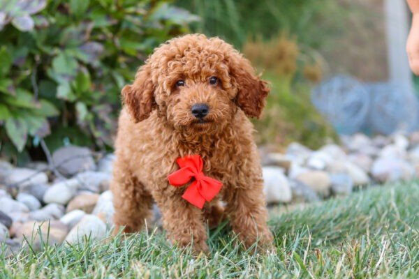 Hawk, a red ,male Goldendoodle puppy, Goldendoodle puppy for sale, Goldendoodle puppy for sale in Ohio