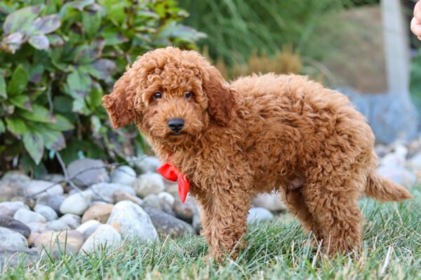 Hawk, a red ,male Goldendoodle puppy, Goldendoodle puppy for sale, Goldendoodle puppy for sale in Ohio