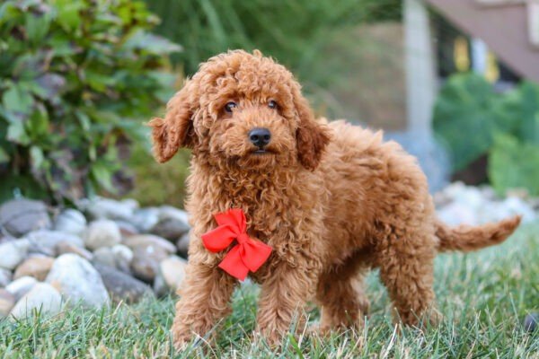 Hawk, a red, male, Goldendoodle puppy for sale, Goldendoodle puppy for sale in Ohio