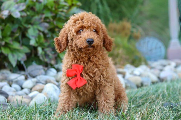Hawk, a red Goldendoodle puppy, Goldendoodle puppy for sale, Goldendoodle puppy for sale in Ohio