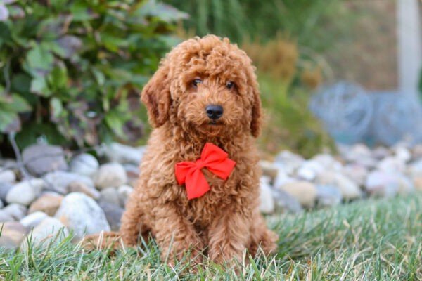 Hawk, a red, male, Goldendoodle puppy for sale, Goldendoodle puppy for sale in Ohio