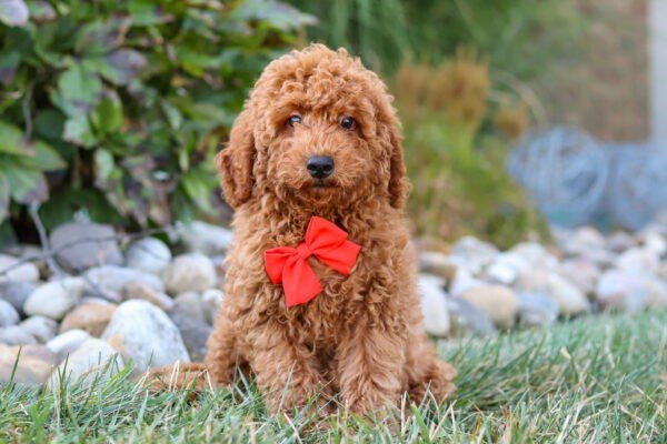Hawk, a red, male, Goldendoodle puppy for sale, Goldendoodle puppy for sale in Ohio