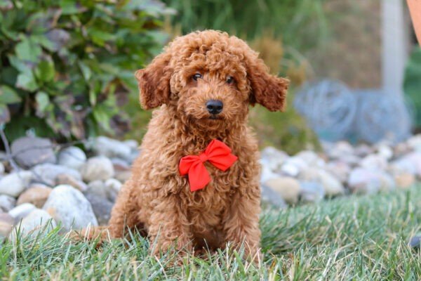 Hawk, a red, male, Goldendoodle puppy for sale, Goldendoodle puppy for sale in Ohio