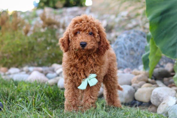 Hawk, a red ,male Goldendoodle puppy, Goldendoodle puppy for sale, Goldendoodle puppy for sale in Ohio