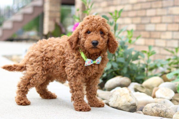Hawk, a red, male, Goldendoodle puppy for sale, Goldendoodle puppy for sale in Ohio
