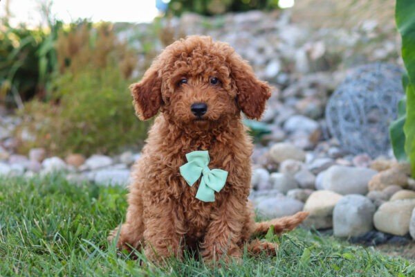 Hawk, a red ,male Goldendoodle puppy, Goldendoodle puppy for sale, Goldendoodle puppy for sale in Ohio