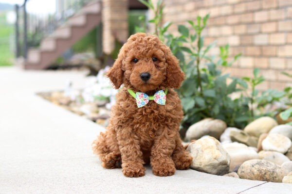 Hawk, a red, male, Goldendoodle puppy for sale, Goldendoodle puppy for sale in Ohio