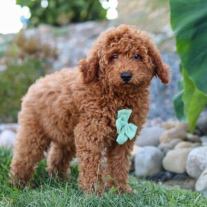 Hawk, a red, male, Goldendoodle puppy for sale, Goldendoodle puppy for sale in Ohio