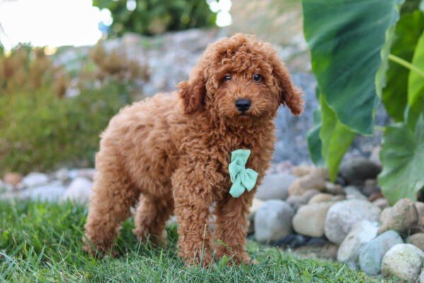 Hawk, a red, male, Goldendoodle puppy for sale, Goldendoodle puppy for sale in Ohio