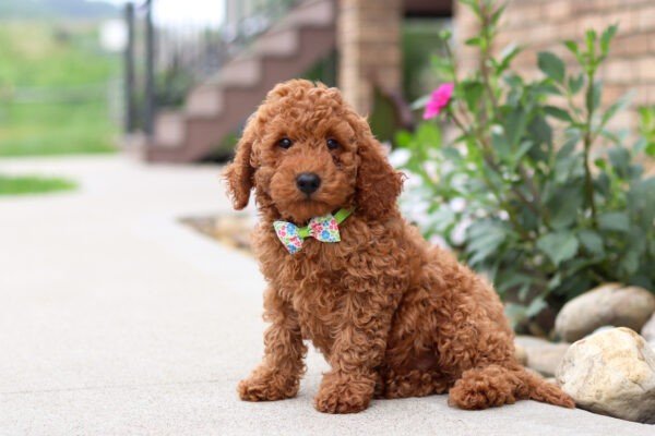 Hawk, a red, male, Goldendoodle puppy for sale, Goldendoodle puppy for sale in Ohio