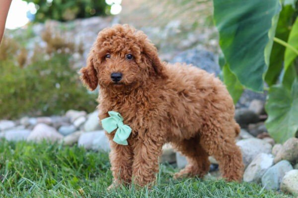Hawk, a red, male, Goldendoodle puppy for sale, Goldendoodle puppy for sale in Ohio