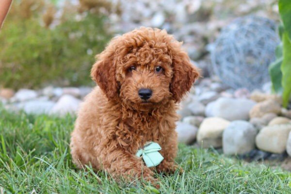 Hawk, a red, male, Goldendoodle puppy for sale, Goldendoodle puppy for sale in Ohio