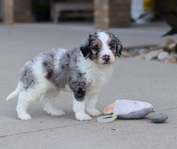 Ike, a tri colored, male, Bernedoodle puppy for sale, Bernedoodle puppy for sale in Ohio