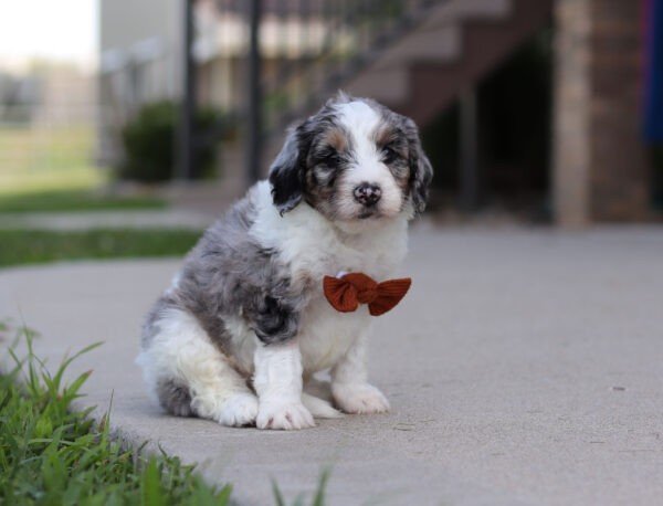 Ian, a tri colored, male, Bernedoodle puppy for sale, Bernedoodle puppy for sale in Ohio