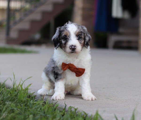 Ike, a tri colored, male, Bernedoodle puppy for sale, Bernedoodle puppy for sale in Ohio