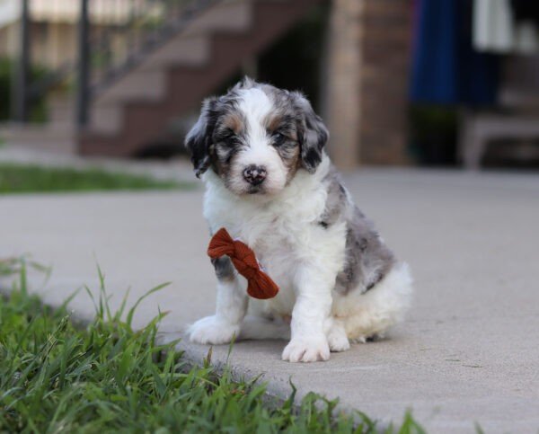 Ike, a tri colored, male, Bernedoodle puppy for sale, Bernedoodle puppy for sale in Ohio