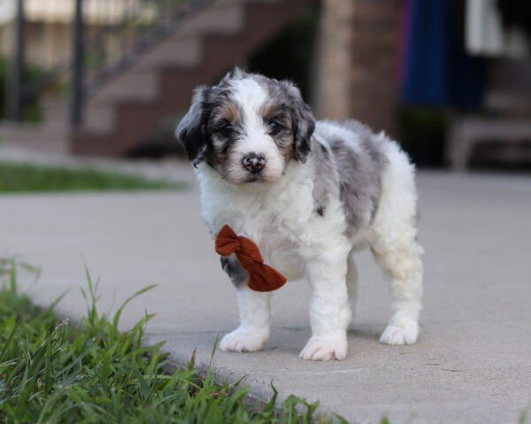 Ike, a tri colored, male, Bernedoodle puppy for sale, Bernedoodle puppy for sale in Ohio