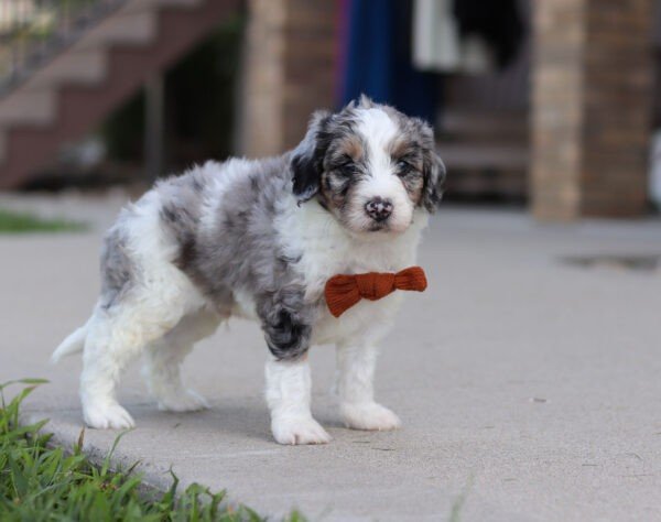 Ike, a tri colored, male, Bernedoodle puppy for sale, Bernedoodle puppy for sale in Ohio