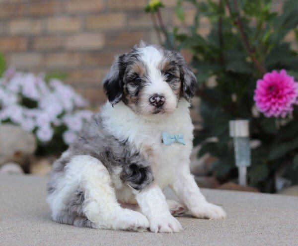 Ian, a tri colored, male, Bernedoodle puppy for sale, Bernedoodle puppy for sale in Ohio