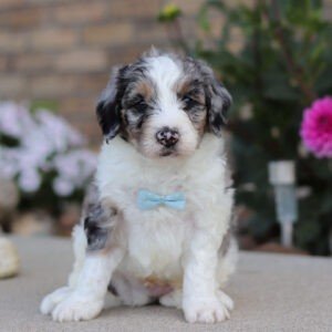 Ian, a tri colored, male, Bernedoodle puppy for sale, Bernedoodle puppy for sale in Ohio