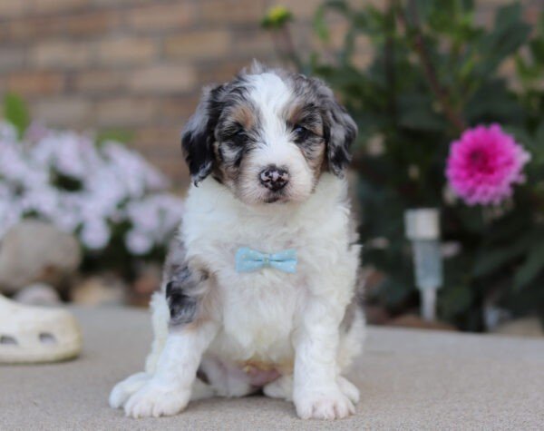 Ian, a tri colored, male, Bernedoodle puppy for sale, Bernedoodle puppy for sale in Ohio