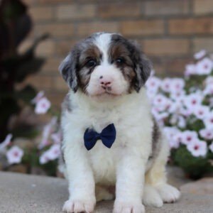 Ike, a tri colored, male, Bernedoodle puppy for sale, Bernedoodle puppy for sale in Ohio