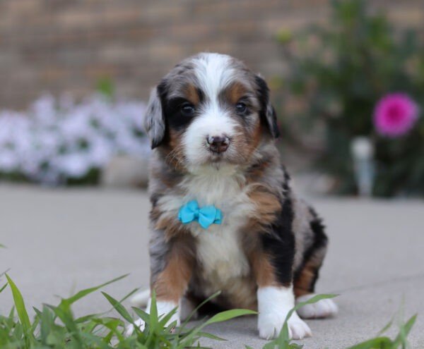 Ike, a tri colored, male, Bernedoodle puppy for sale, Bernedoodle puppy for sale in Ohio