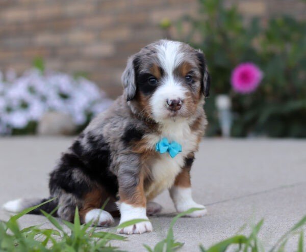 Ike, a tri colored, male, Bernedoodle puppy for sale, Bernedoodle puppy for sale in Ohio