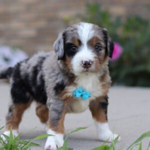 Ike, a tri colored, male, Bernedoodle puppy for sale, Bernedoodle puppy for sale in Ohio