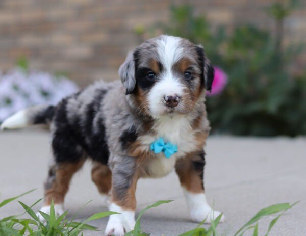 Ike, a tri colored, male, Bernedoodle puppy for sale, Bernedoodle puppy for sale in Ohio