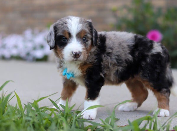 Ike, a tri colored, male, Bernedoodle puppy for sale, Bernedoodle puppy for sale in Ohio