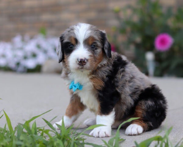 Ike, a tri colored, male, Bernedoodle puppy for sale, Bernedoodle puppy for sale in Ohio