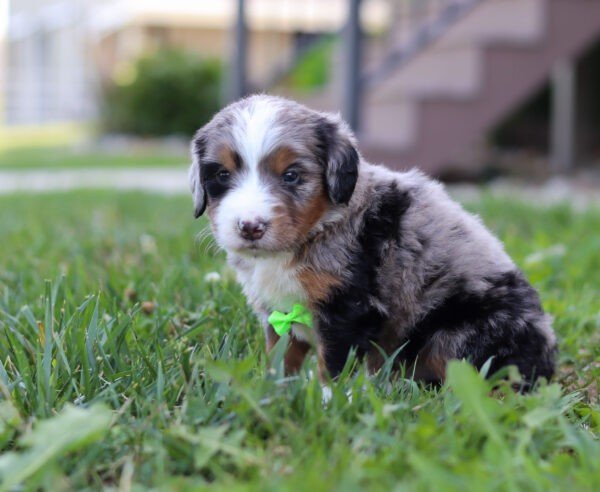 Ike, a tri colored, male, Bernedoodle puppy for sale, Bernedoodle puppy for sale in Ohio