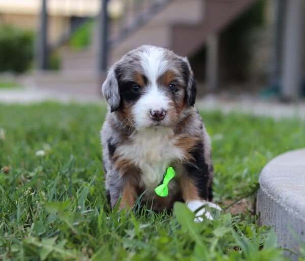 Ike, a tri colored, male, Bernedoodle puppy for sale, Bernedoodle puppy for sale in Ohio