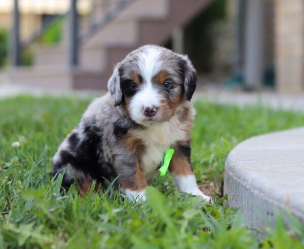 Ike, a tri colored, male, Bernedoodle puppy for sale, Bernedoodle puppy for sale in Ohio