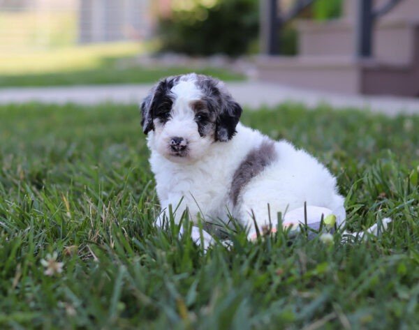 Indigo, a tri colored, female, Bernedoodle puppy for sale, Bernedoodle puppy for sale in Ohio