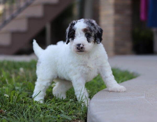 Indigo, a tri colored, female, Bernedoodle puppy for sale, Bernedoodle puppy for sale in Ohio