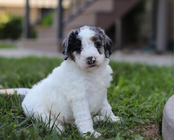 Indigo, a tri colored, female, Bernedoodle puppy for sale, Bernedoodle puppy for sale in Ohio