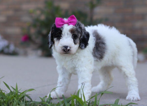 Indigo, a tri colored, female, Bernedoodle puppy for sale, Bernedoodle puppy for sale in Ohio