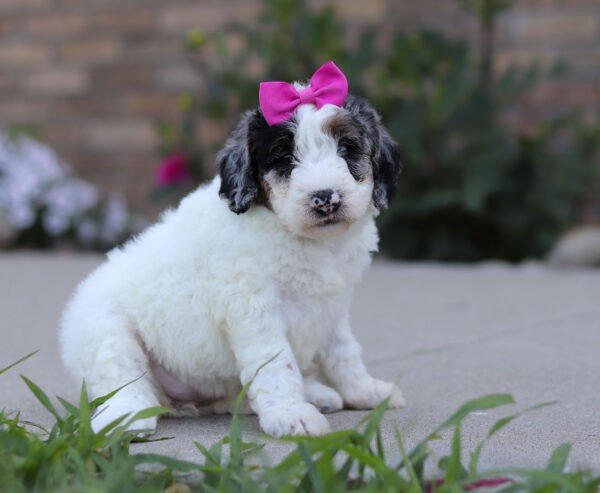 Indigo, a tri colored, female, Bernedoodle puppy for sale, Bernedoodle puppy for sale in Ohio