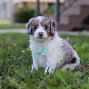 Ira, a tri colored, female, Bernedoodle puppy for sale, Bernedoodle puppy for sale in Ohio