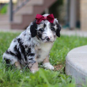 Isadora, a tri colored, female, Bernedoodle puppy for sale, Bernedoodle puppy for sale in Ohio