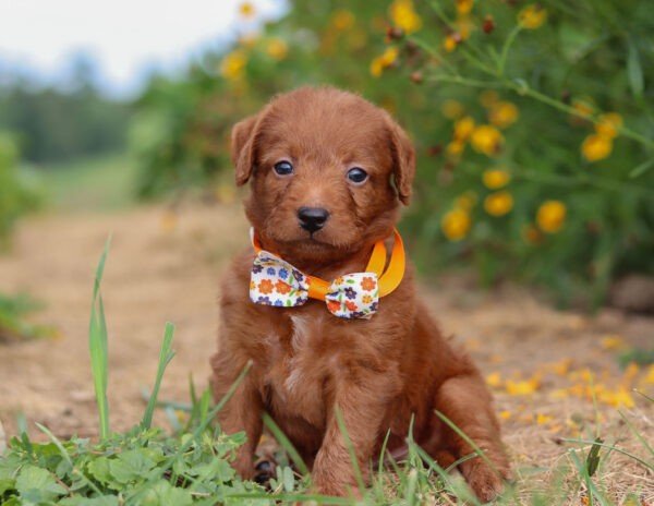 Mr Jasper
