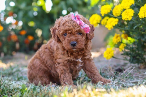 Lexi, a red, female, Cavapoo puppy for sale, Cavapoo puppy for sale in Ohio