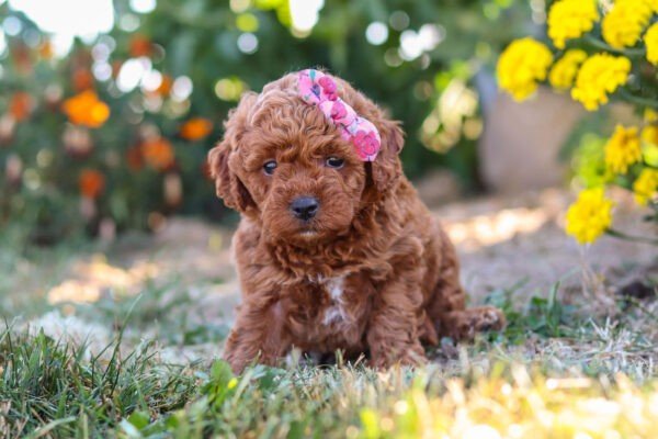 Lexi, a red, female, cavapoo puppy for sale, cavapoo puppy for sale in Ohio